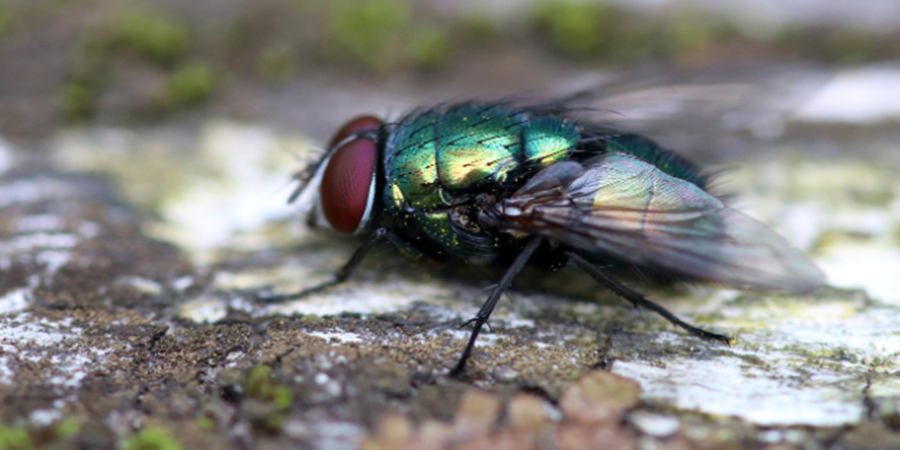 As antenas das moscas as ajudam a rastrear alimentos de longas distâncias/Cortesia Editorial Pixabay